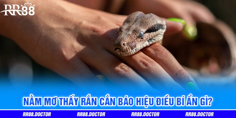 Nằm mơ thấy rắn cắn báo hiệu điều bí ẩn gì?
