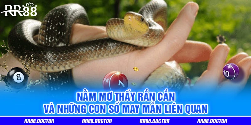 Nằm mơ thấy rắn cắn và những con số may mắn liên quan